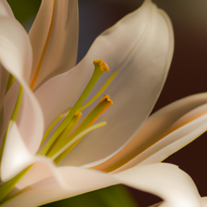 A close-up of a flower with long, delicate petals.