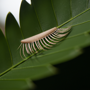 A close-up of a single eyelash surrounded by lush green leaves.