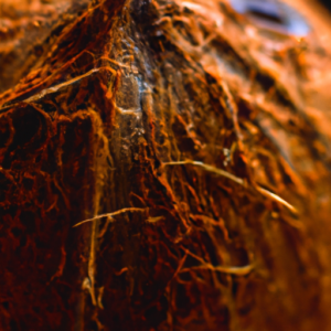 A close-up of a coconut with warm yellow and orange tones.